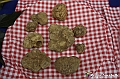 VBS_6939 - Fiera dei Santi - 12.ma Fiera Nazionale del Tartufo